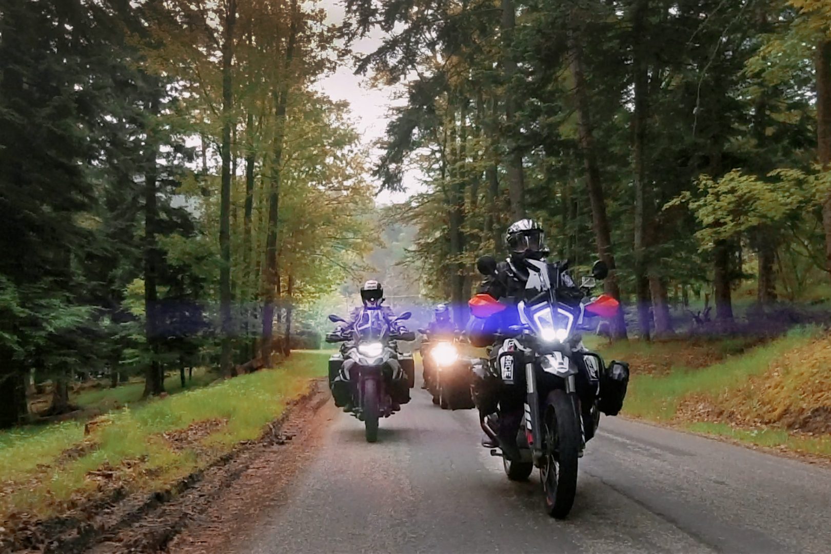 Drei Motorräder fahren auf einer Straße durch einen Wälder der Vogesen mit herbstlichen Bäumen.